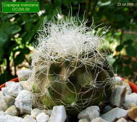 Copiapoa _krainziana _GC298.09 _01